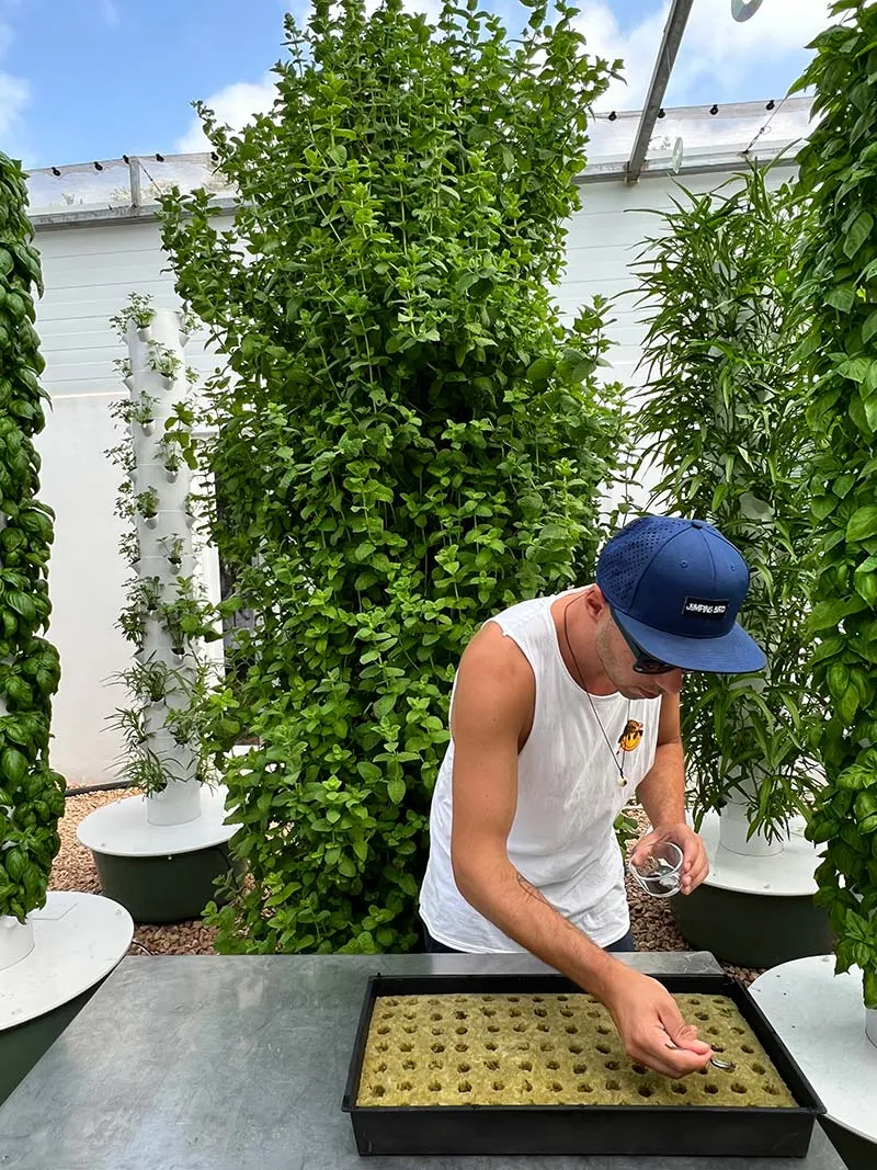 tower-garden-mint