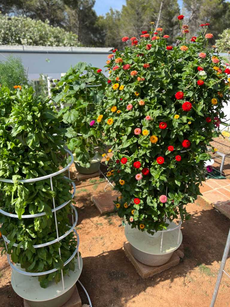 tower-garden-zinnia-farming