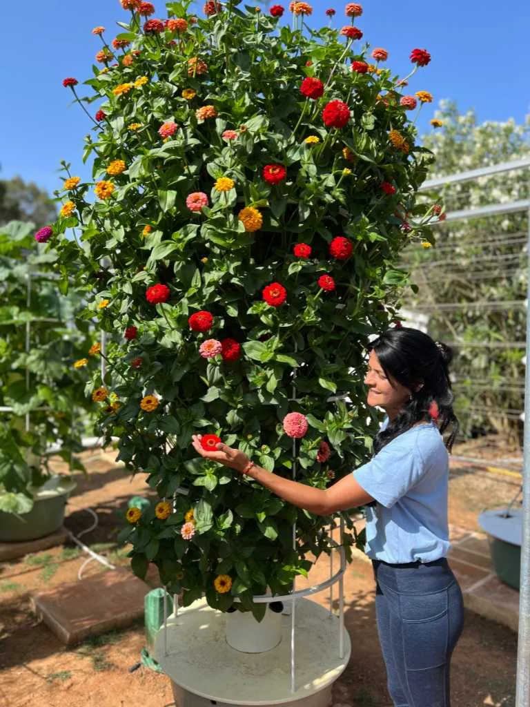 tower-garden-zinnia-planting