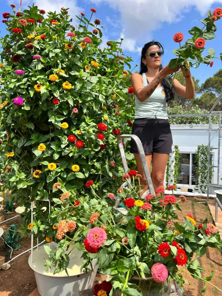tower-garden-zinnia