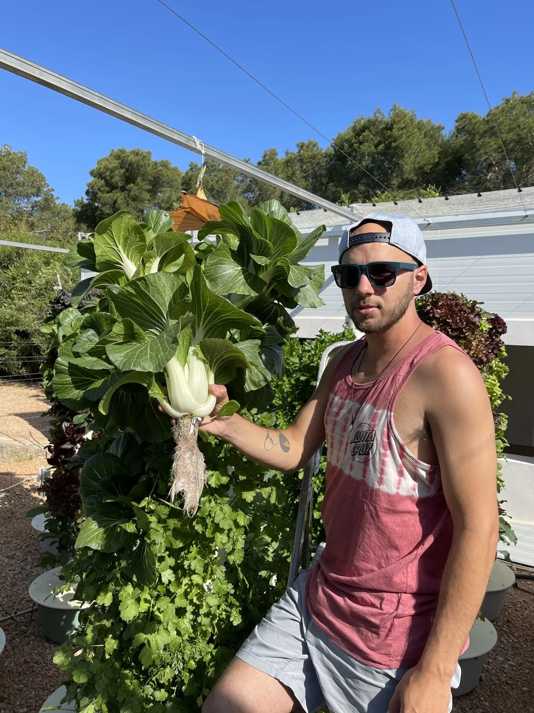 bok-choy-aeroponic-towers
