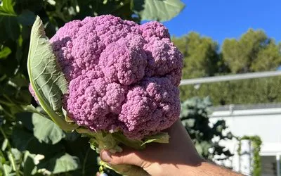 Growing Purple Cauliflower on Aeroponic Towers