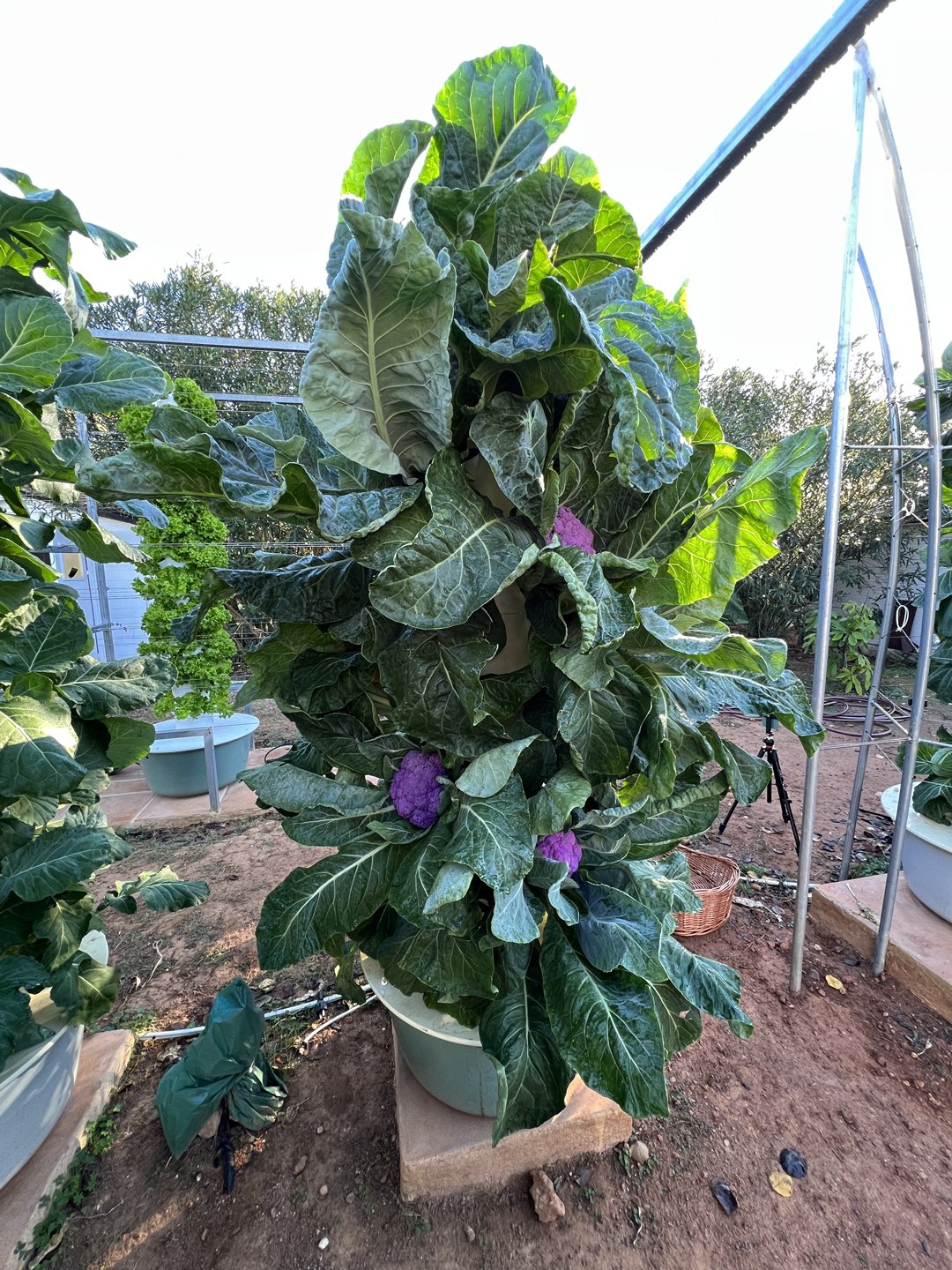 purple-cauliflower-aeroponics
