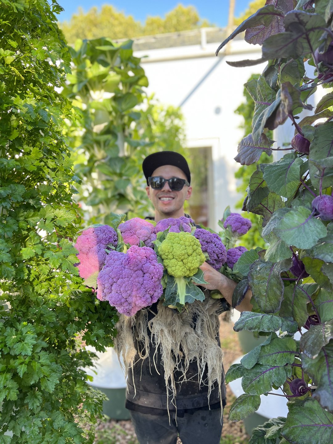 purple-cauliflower-hydroponics