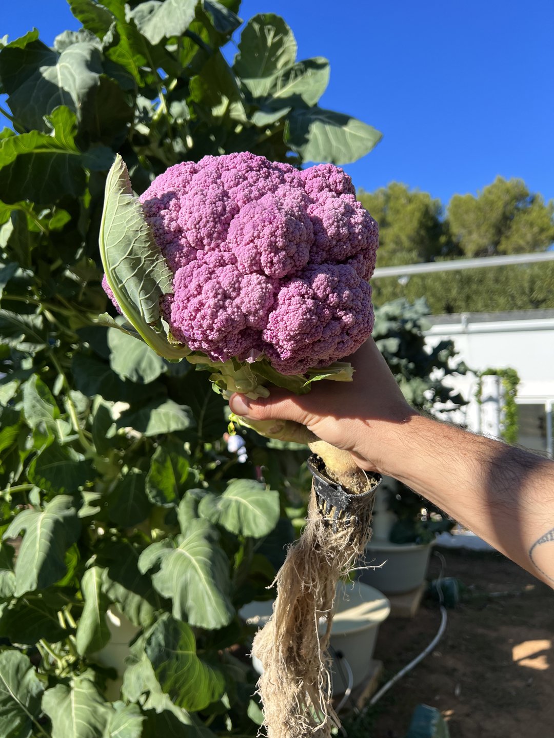 purple-cauliflower-vertical-farming