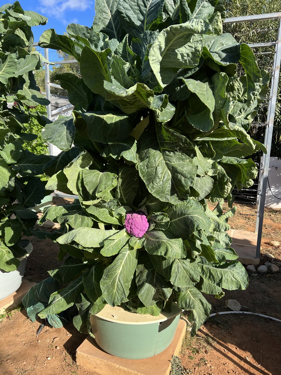 purple-cauliflower