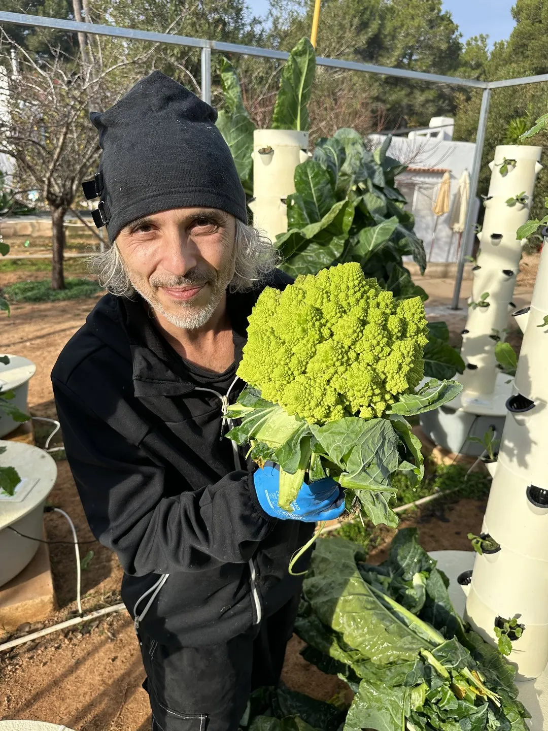 romanesco-vertical-farming