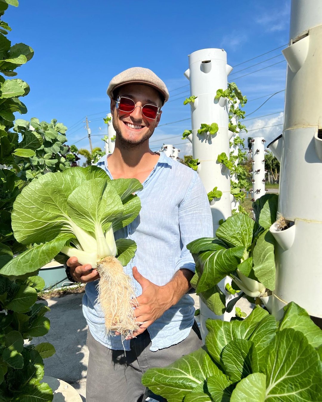 vertical-agriculture-bok-choy