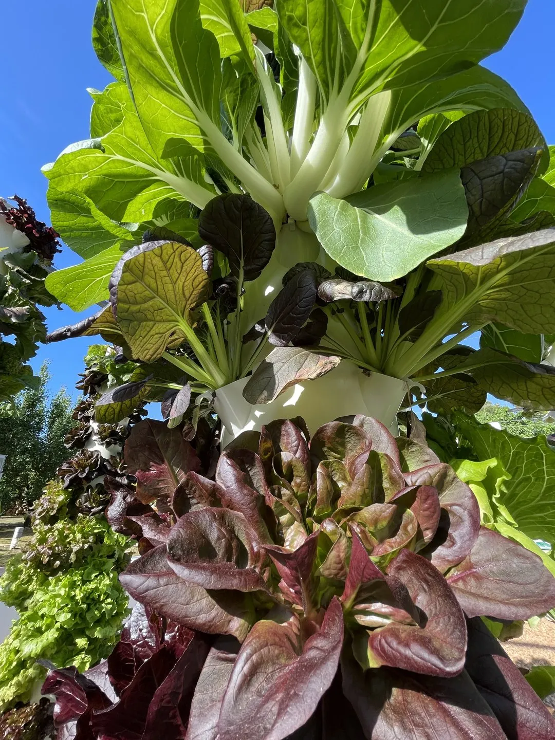vertical-farming-bok-choy