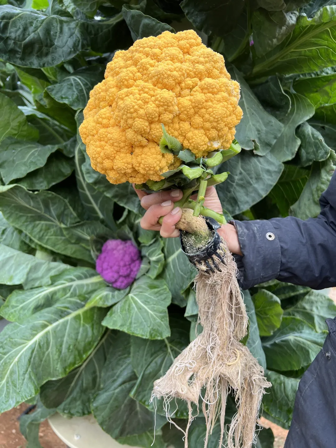 aeroponic-orange-cauliflower