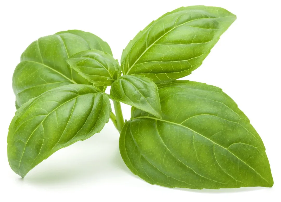 basil-leaf