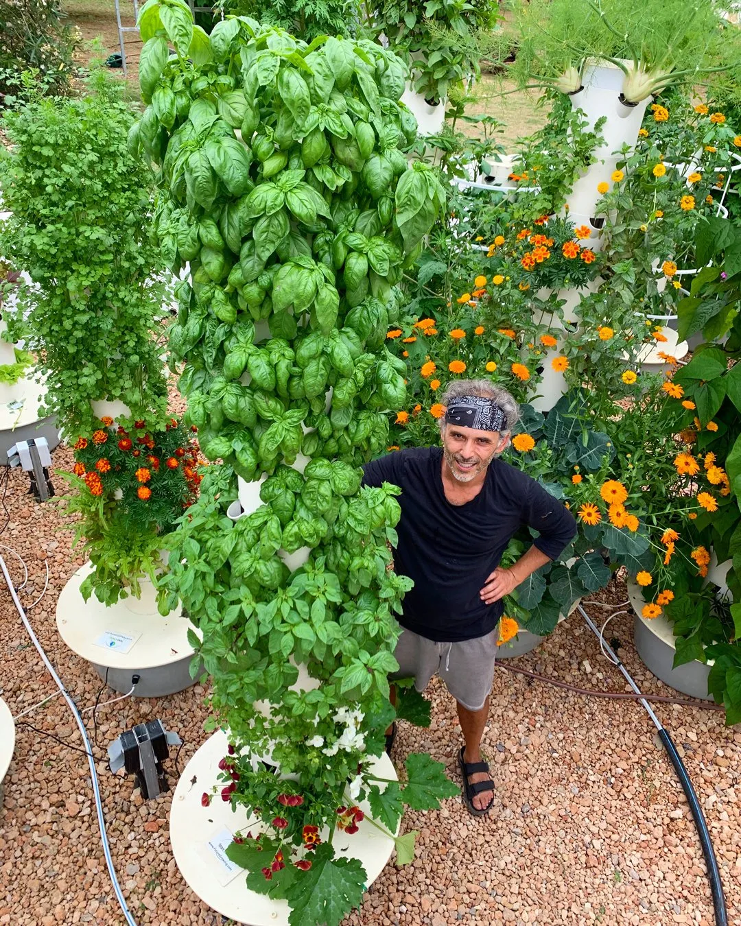 genovese-basil-tower-garden