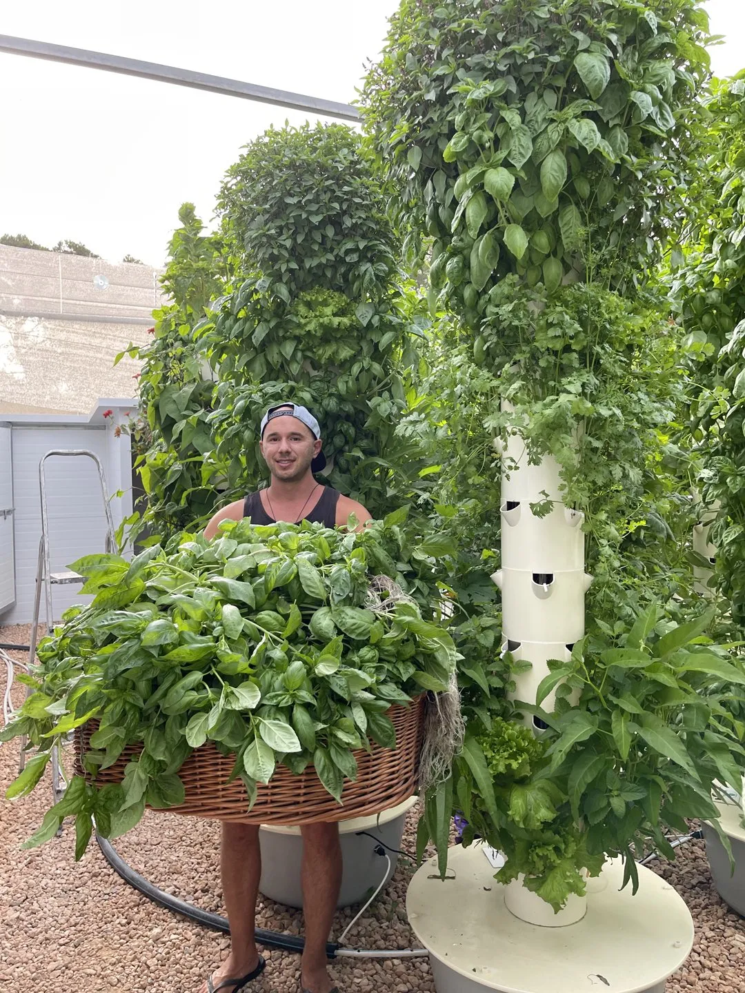 hydroponic-basil