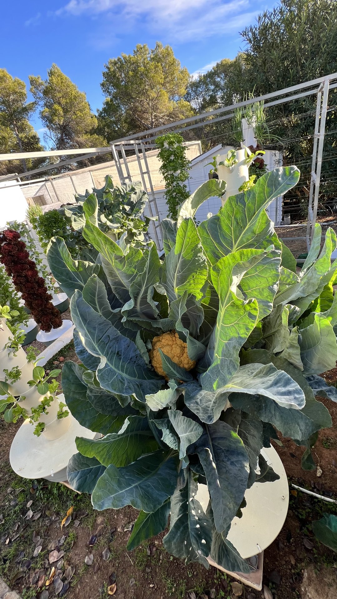 orange-cauliflower-hydroponics