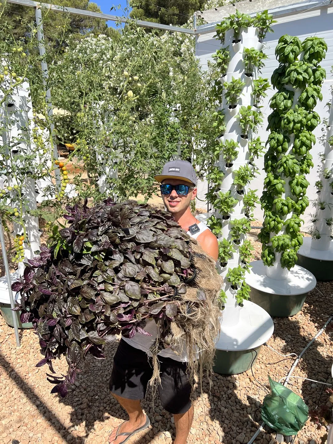 purple-basil-harvest