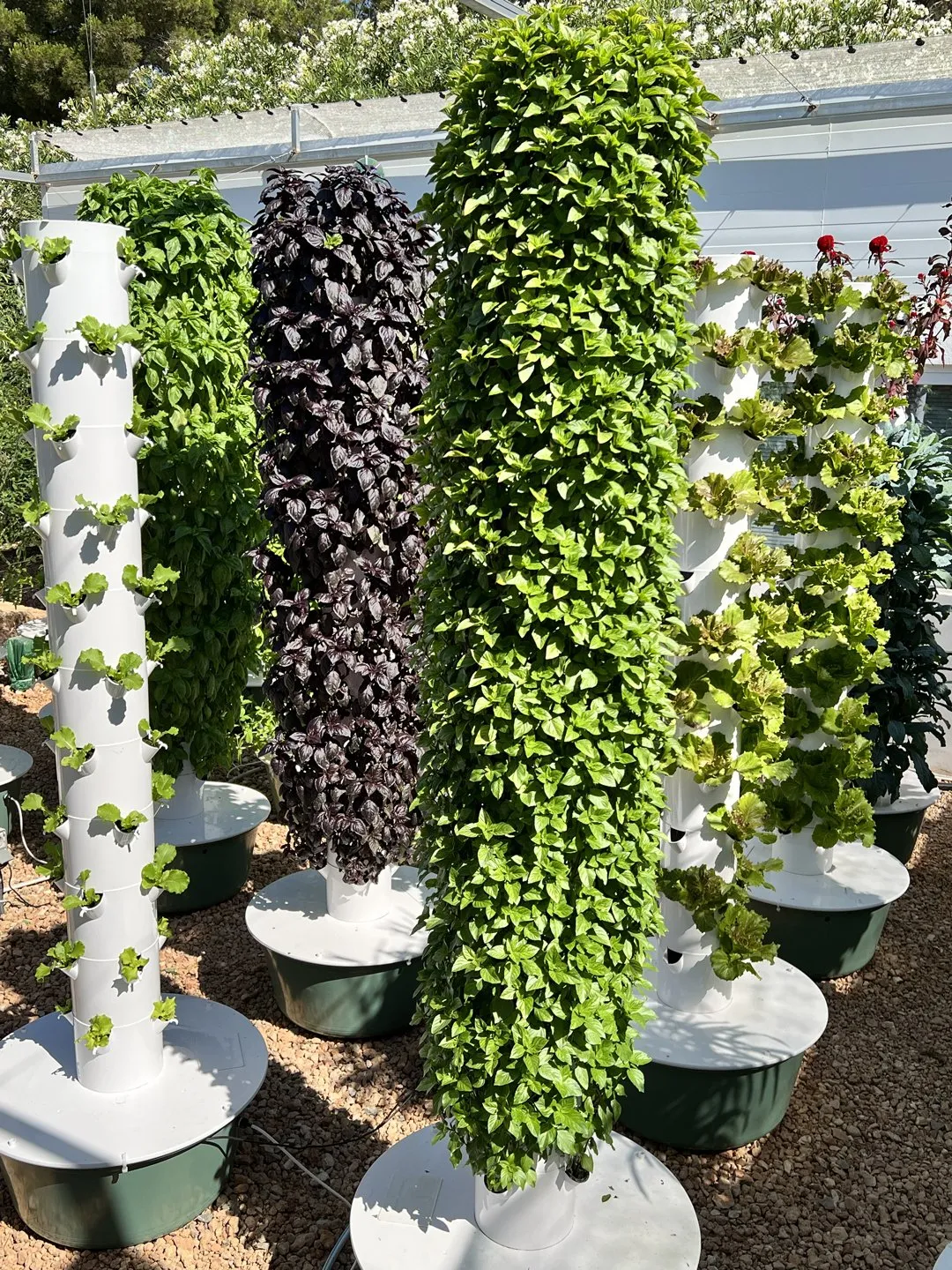 thai-basil-tower-garden
