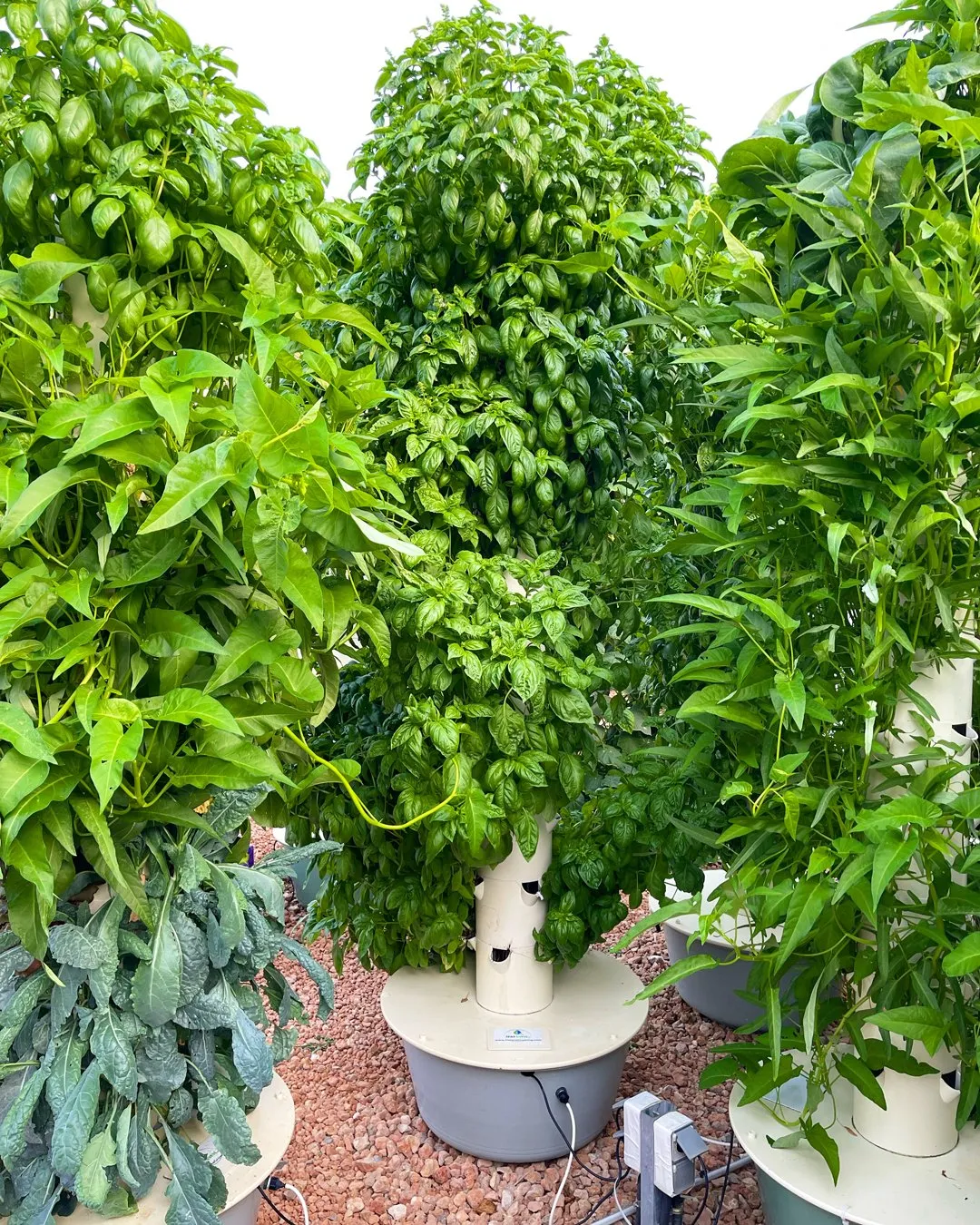 tower-farms-basil