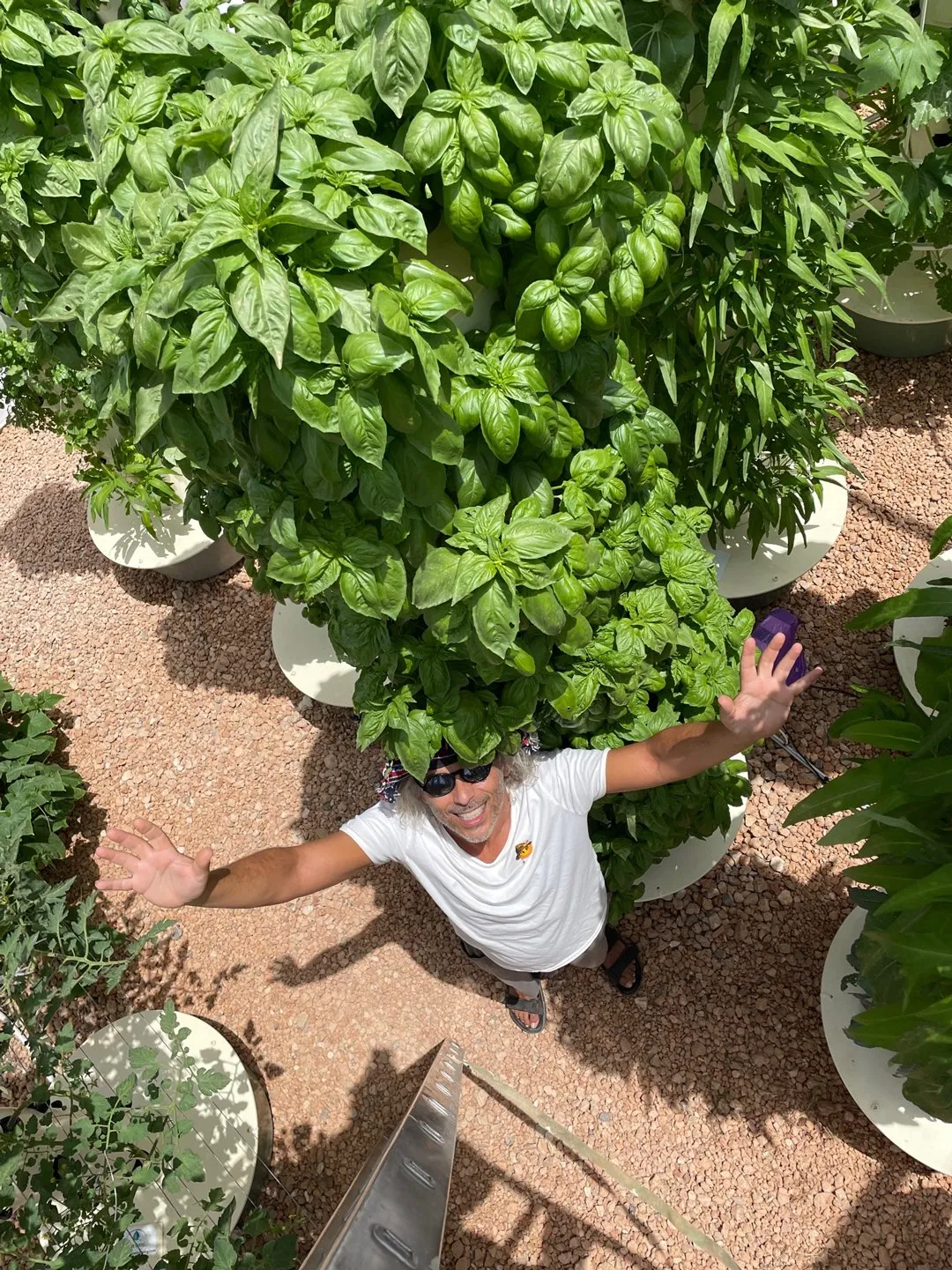 vertical-farming-basil