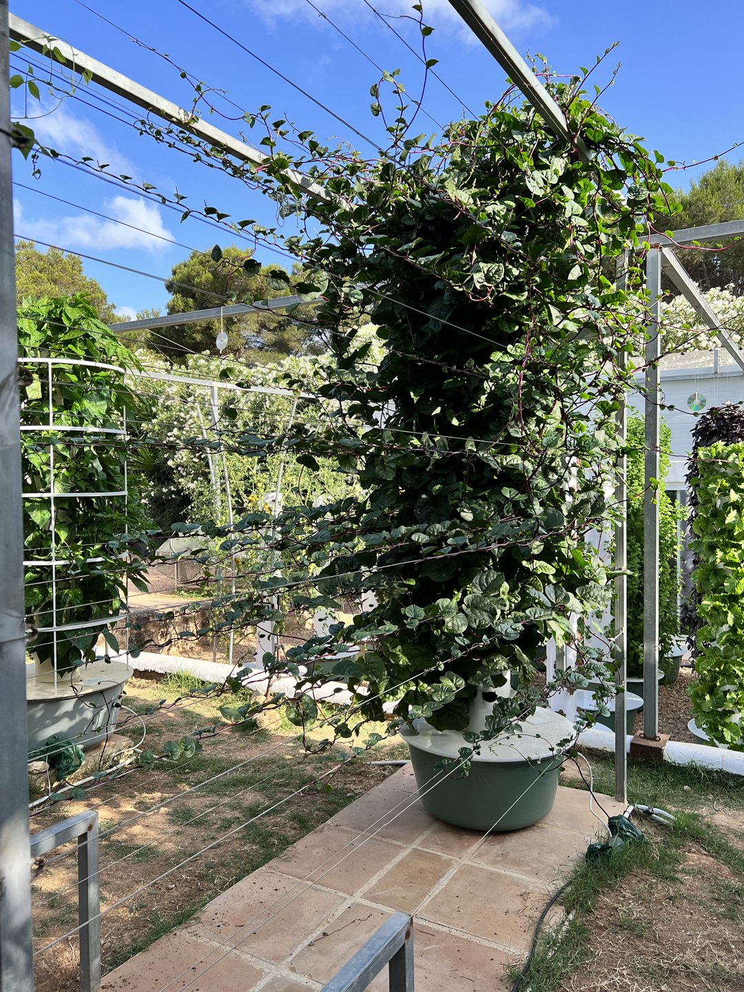 vertical-farming-malabar-spinach