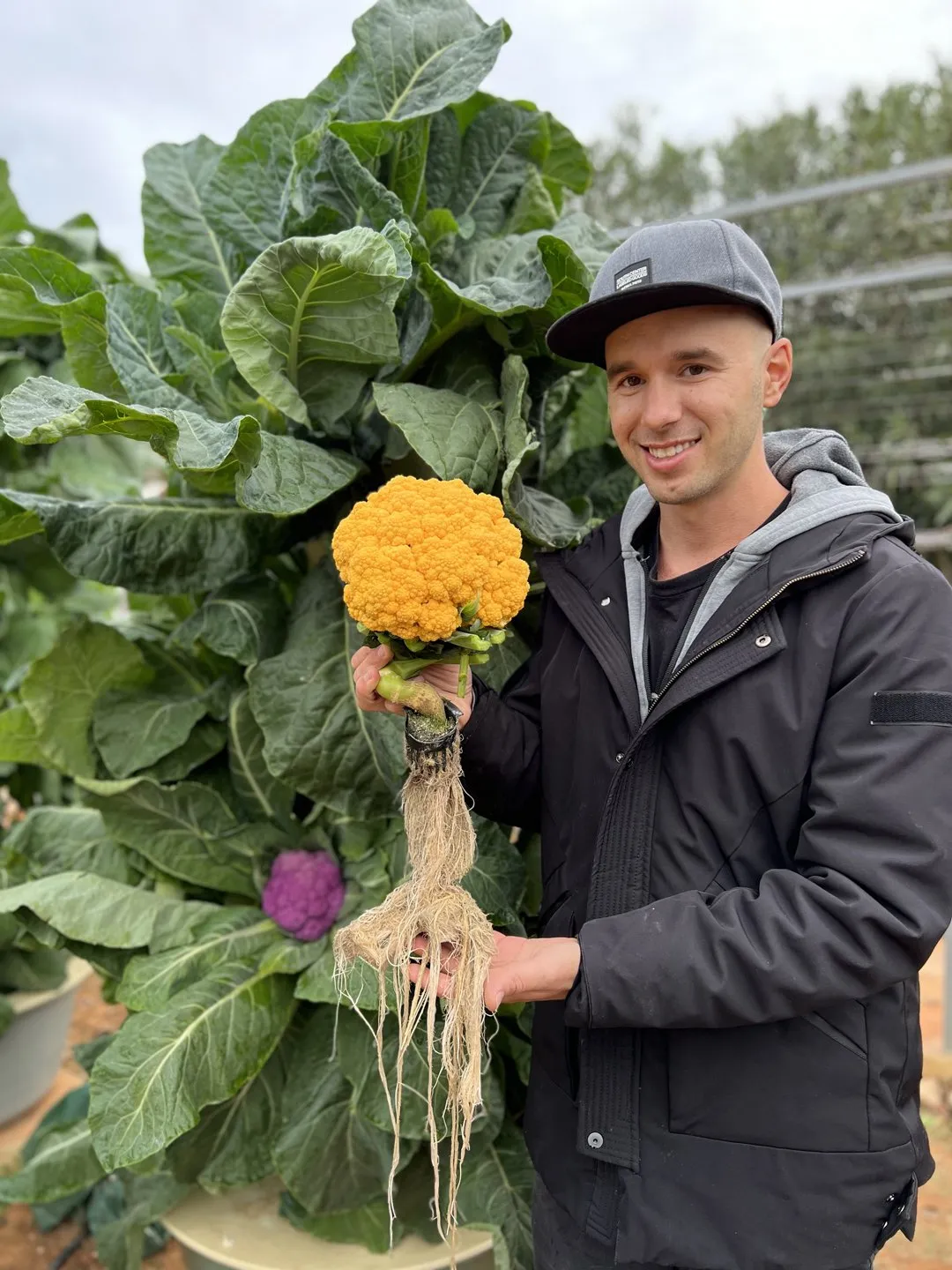 vertical-farming-orange-cauliflower