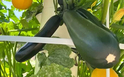 How to Grow Zucchini when Vertical Farming on Aeroponic Towers