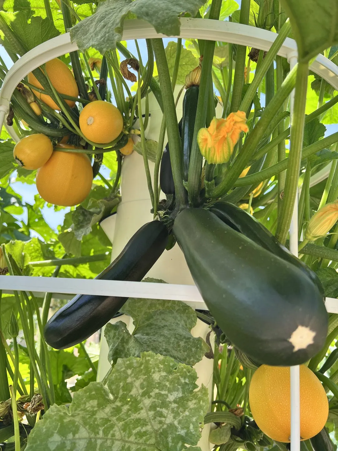 hydroponic-zucchini