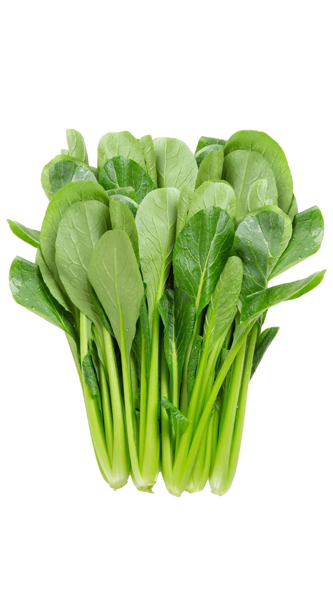 komatsuna-bunch