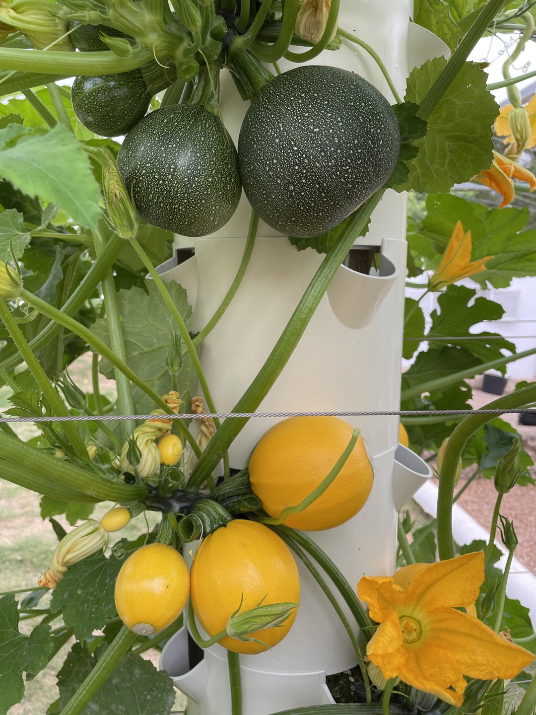 vertical-farming-courgette