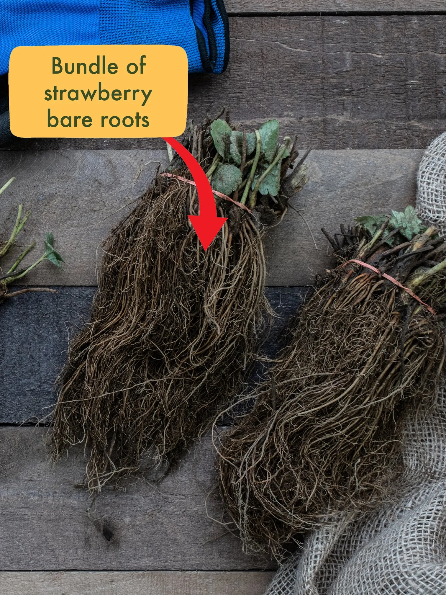 bare-roots-bundle