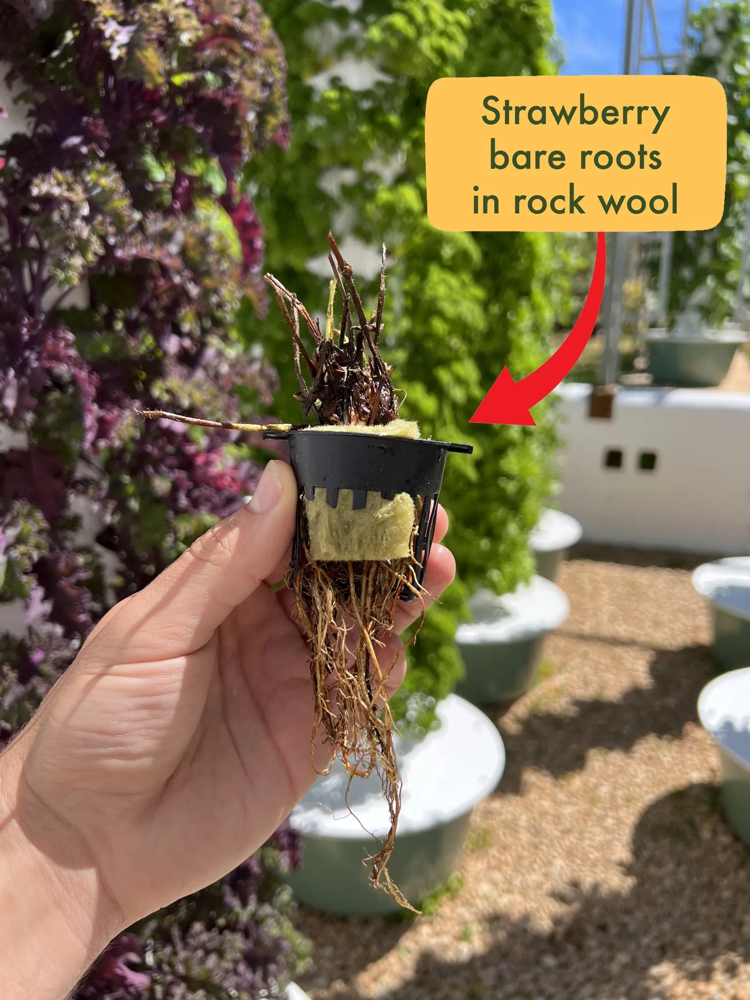 bare-roots-rockwool