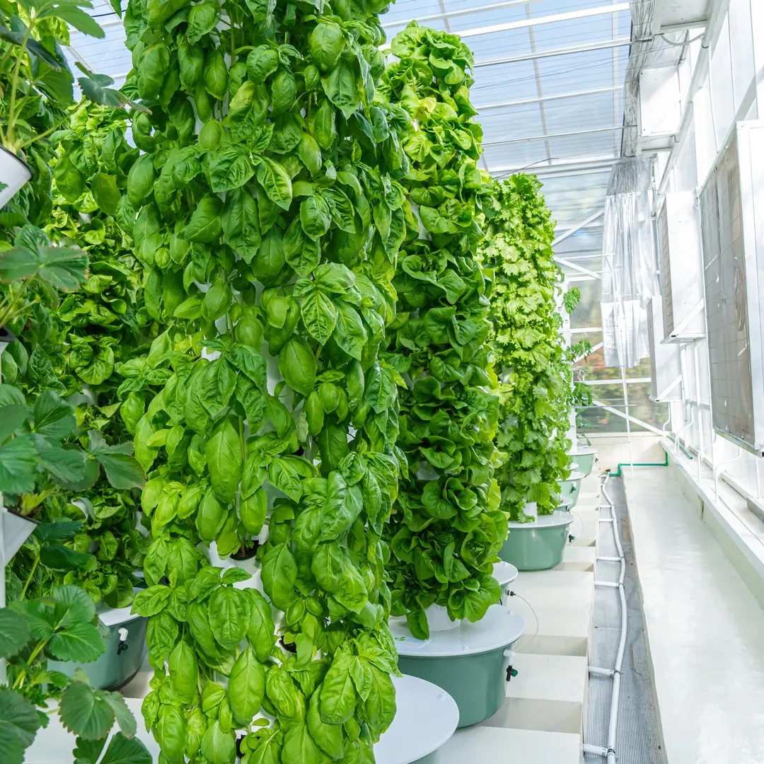 basil-vertical-farming