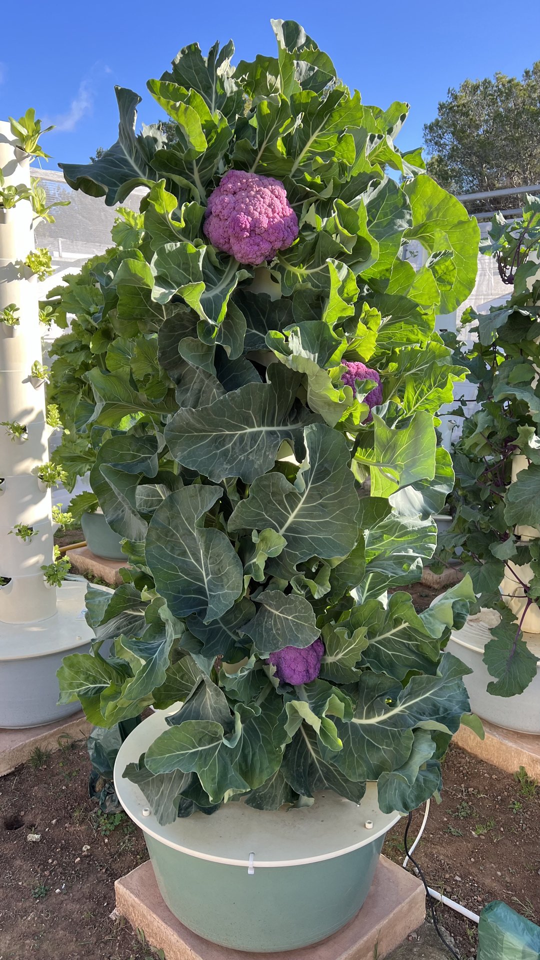 cauli