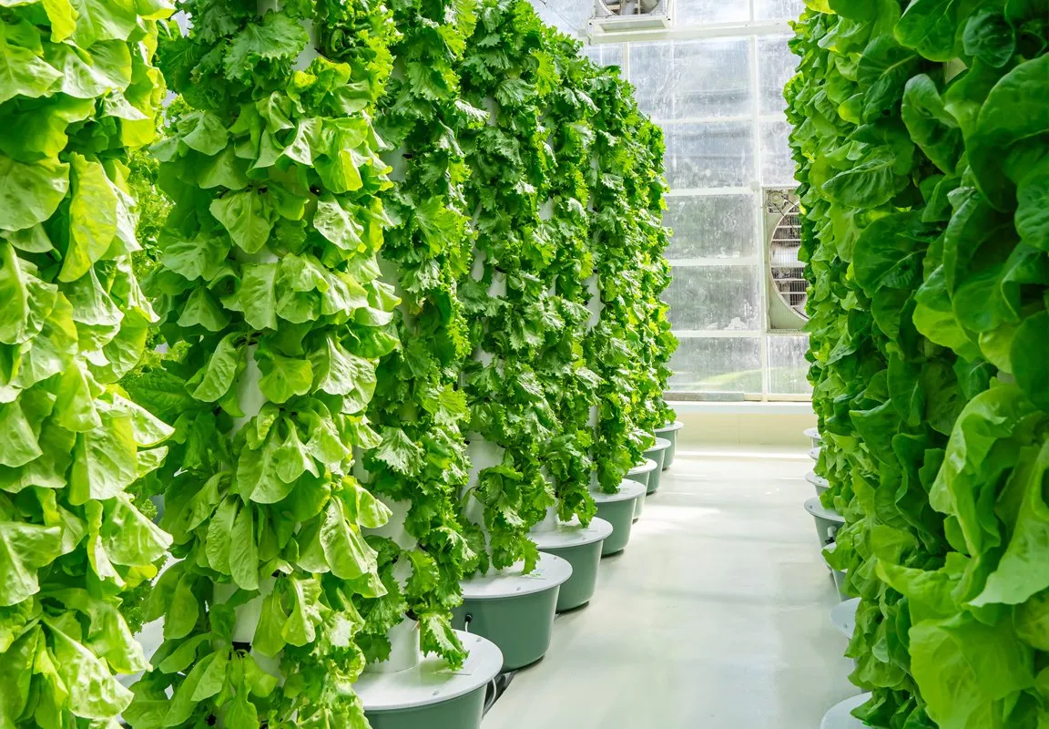 greenhouse-aeroponic-towers