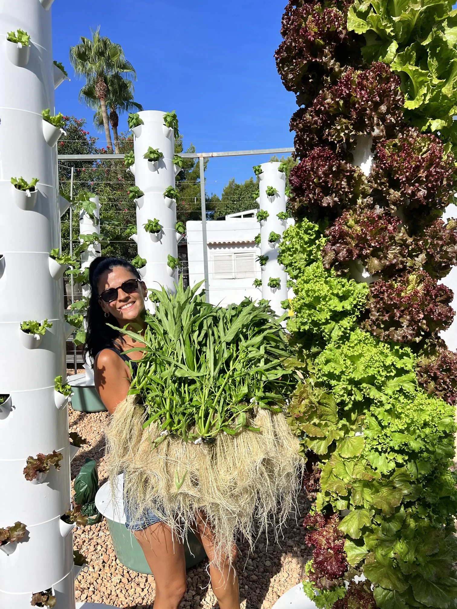 hydroponic-kangkong