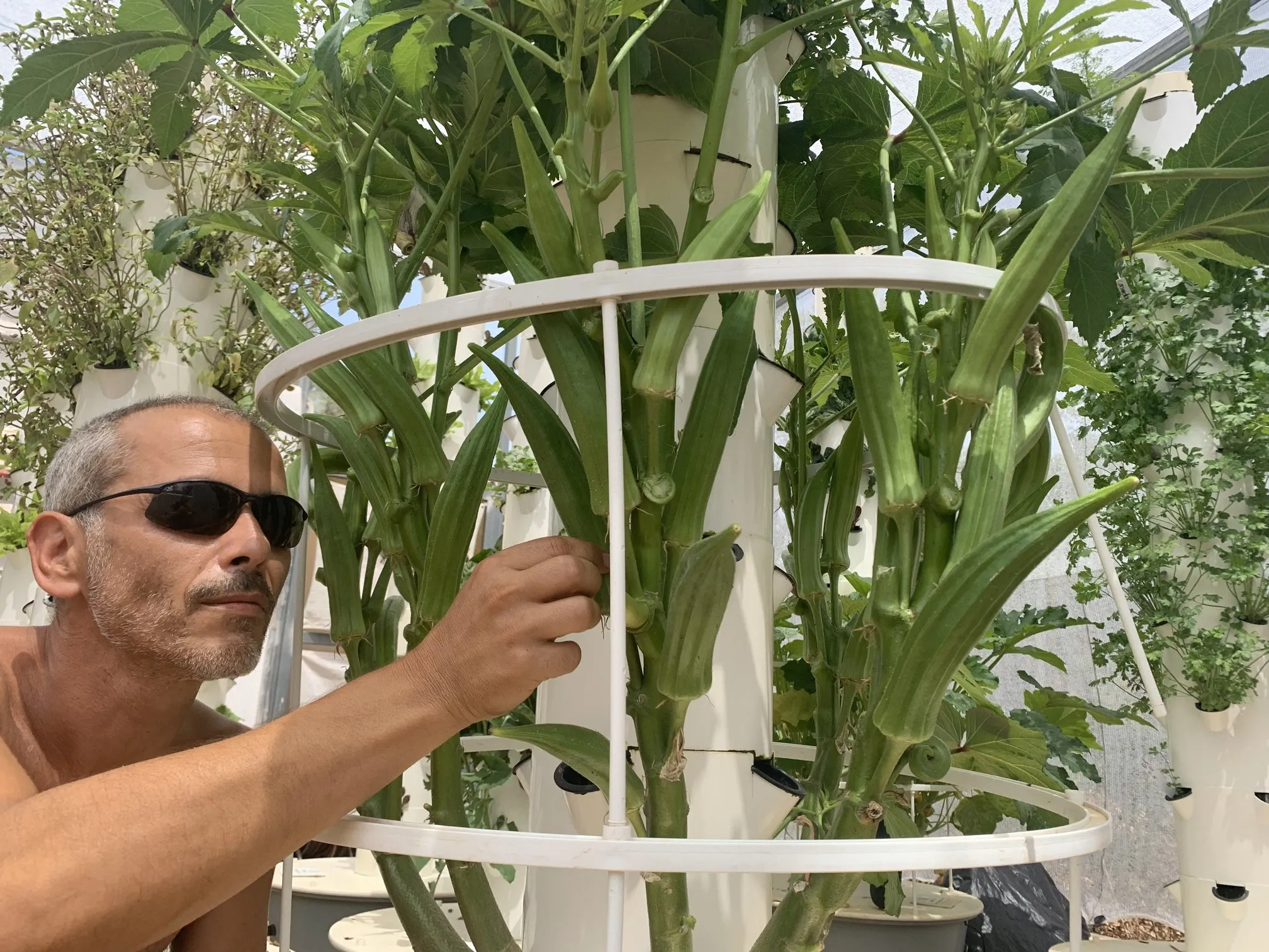 hydroponic-okra-towers