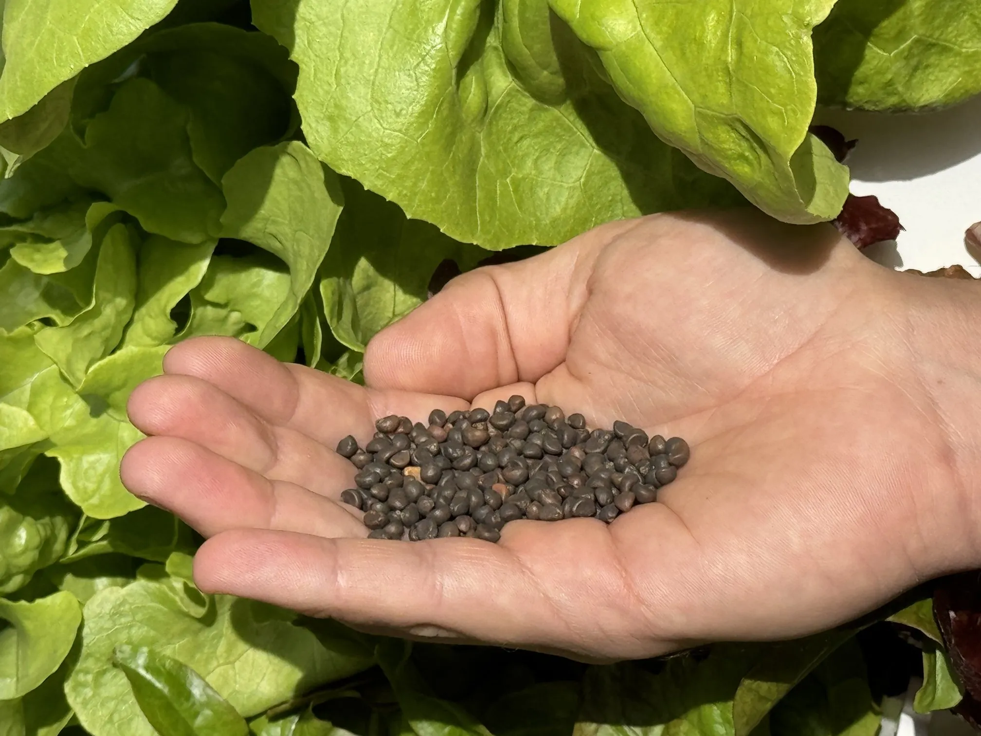 kangkung-seeds