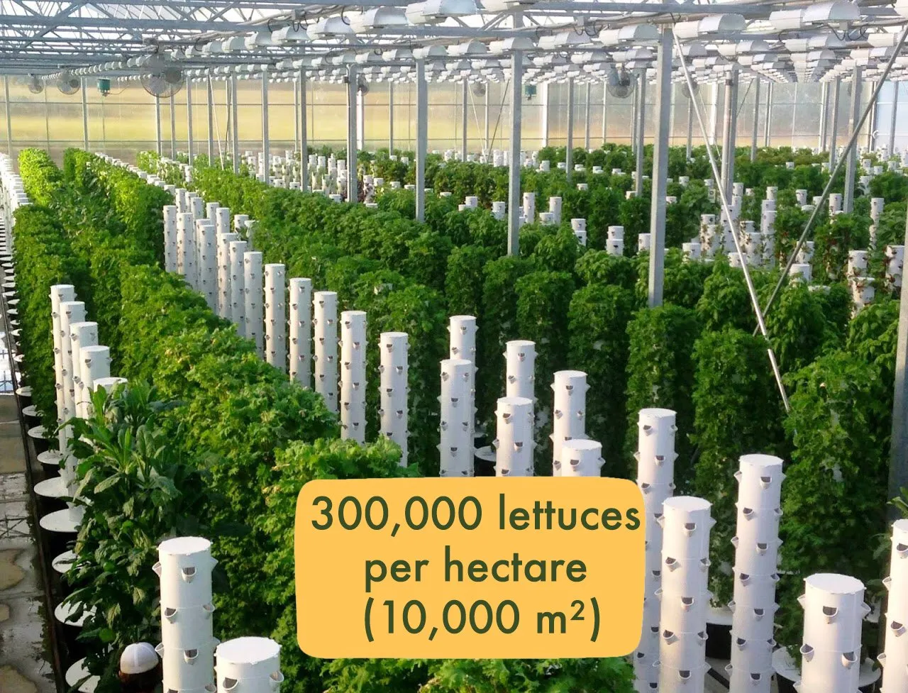 lettuce-space-vertical-farming