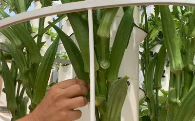 Growing Okra on Aeroponic Towers