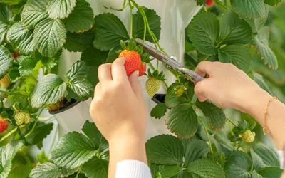 Strawberries on Aeroponic Towers from Bare Root Systems