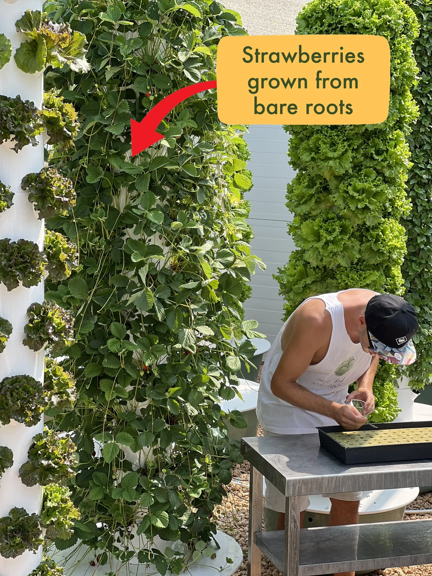 strawberries-bare-roots-aeroponics