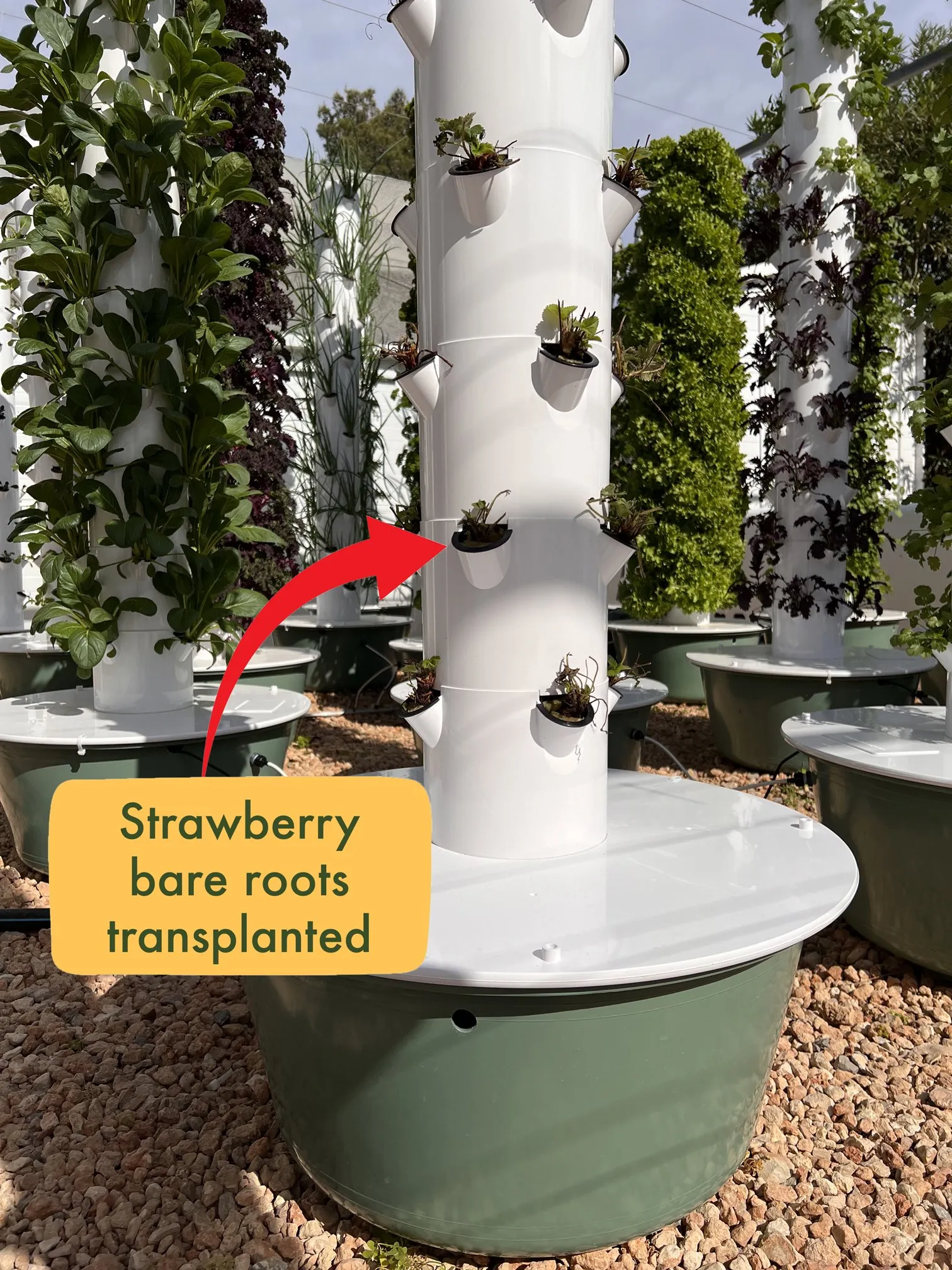 strawberry-roots-transplanted