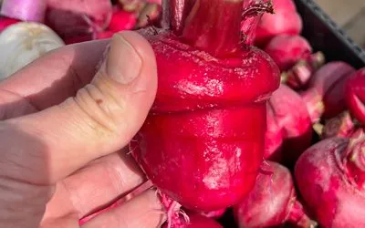 Avoid Growing Turnips on Aeroponic Towers