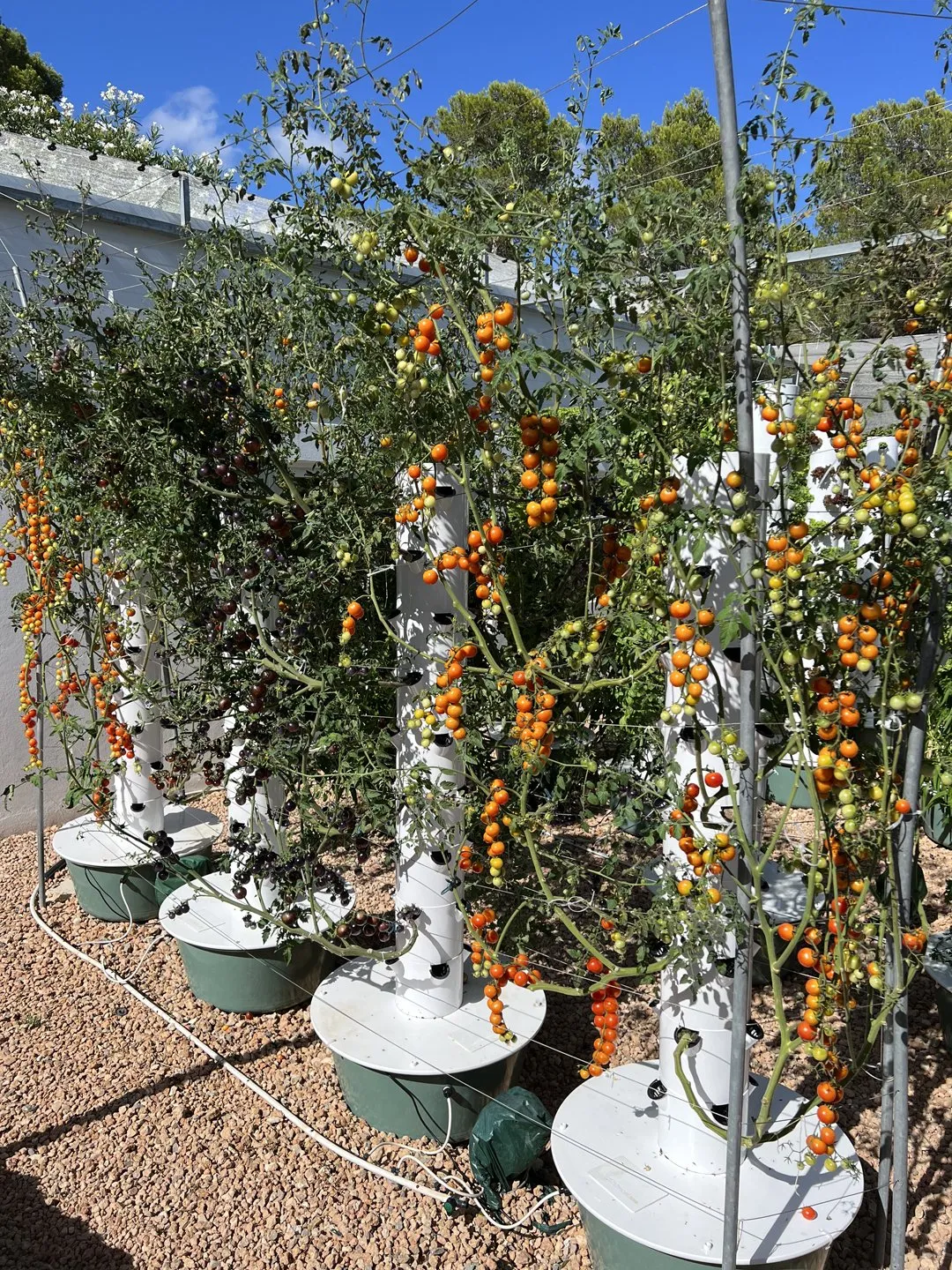 hydroponic-tower-tomato