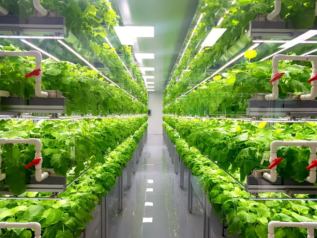 why-most-vertical-farms-are-failing