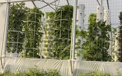 Hybrid Greenhouse for a Tower Farm