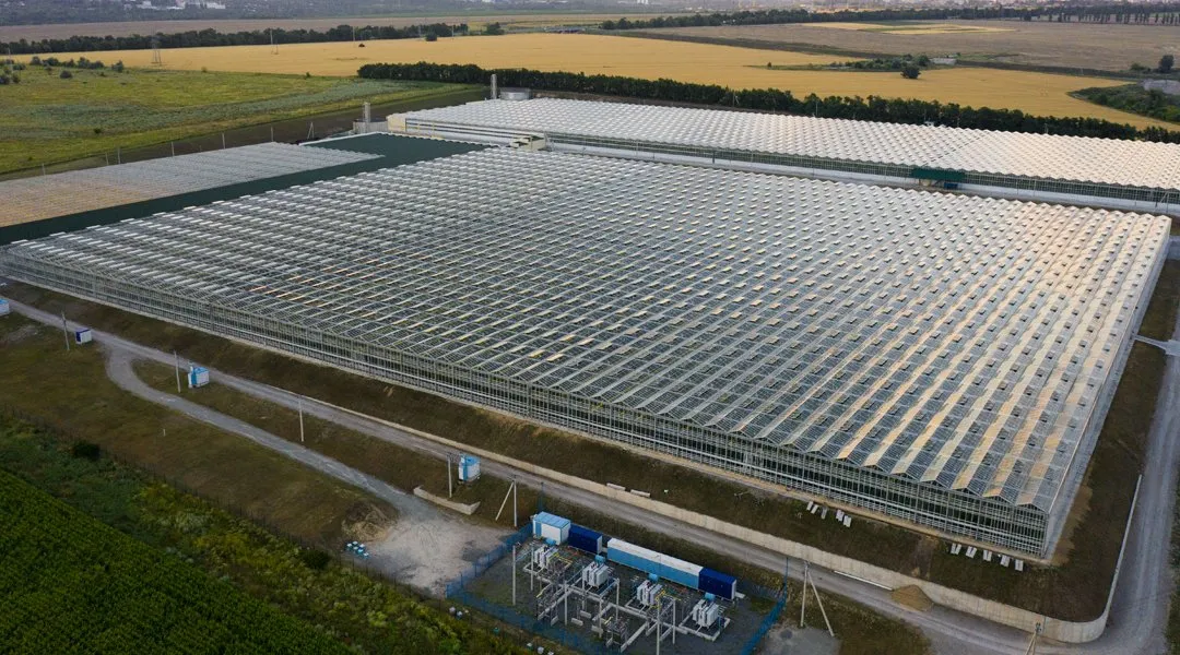 venlo-greenhouse