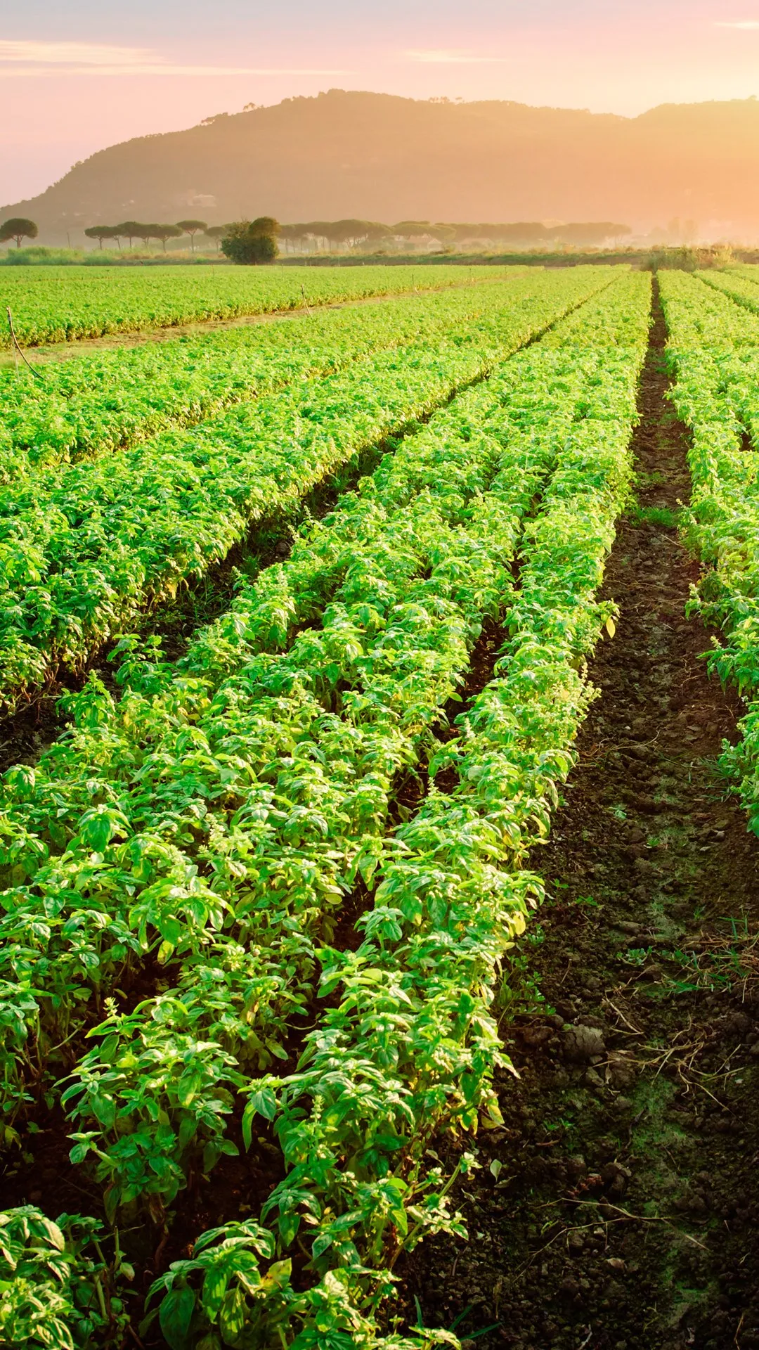 1-hectare-basil-farm