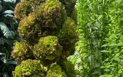 How Does Our Tower Farm Technology Compare to Investing in 1 Hectare of Land for Soil Farming?