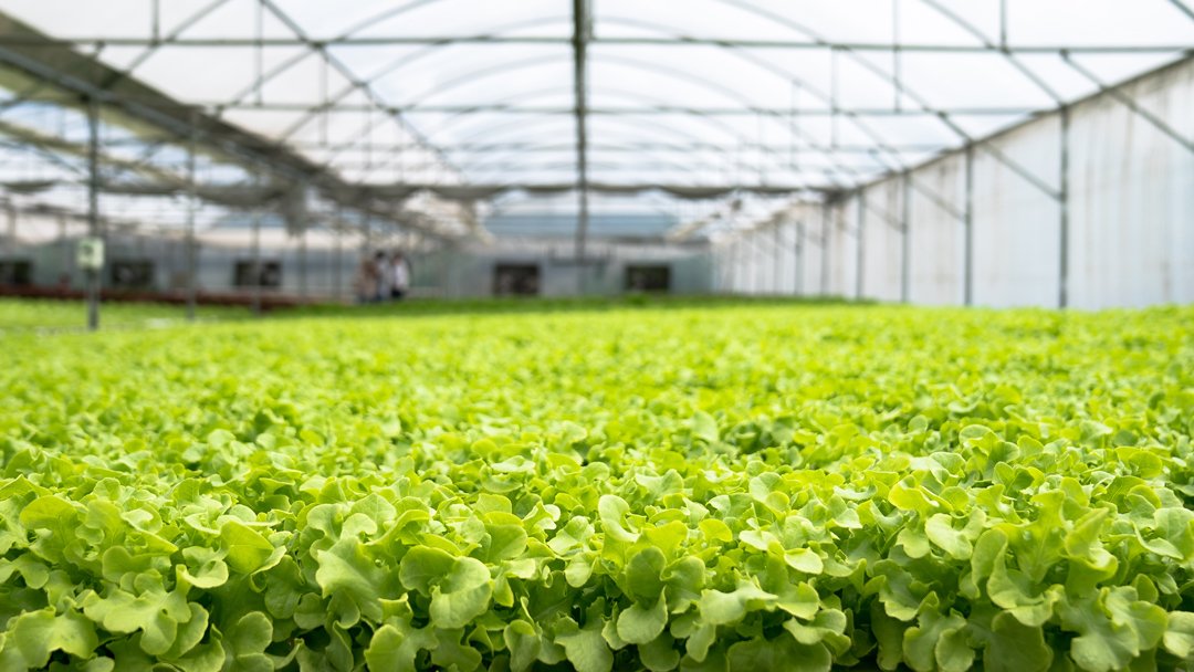 Acronyms-Hydroponics-CEAjpg