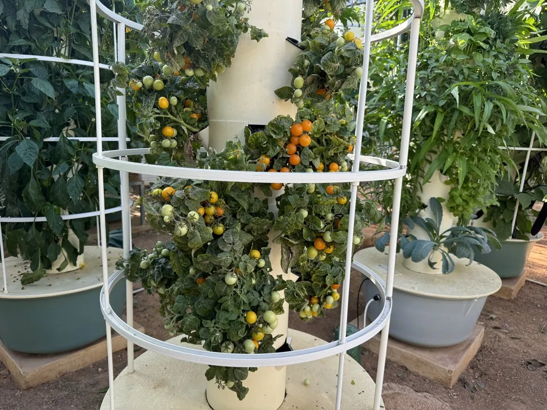 determinate-dwarf-tomatoes-tower-garden